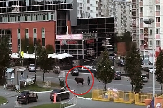 Опасное шоу быков в Челябинске: убежали не все