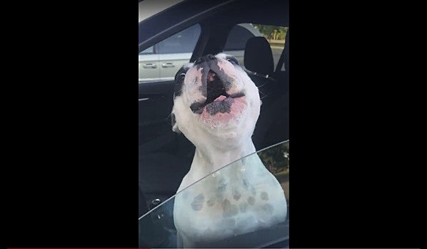 Видео: пес исполнил оперную арию из окна автомобиля