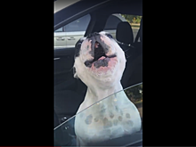 Видео: пес исполнил оперную арию из окна автомобиля