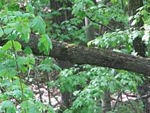 В Брянске ветер повалил более 20 деревьев, оборвал провода и повредил машины