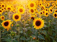 &laquo;Штрубе Рус.&raquo; представила новейшие гибриды подсолнечника и сахарной свеклы на форуме в Уфе