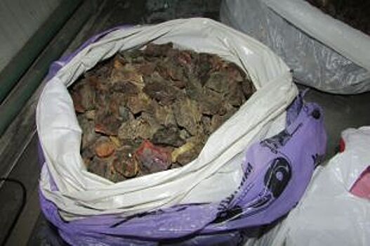 Калининградец пытался тайком вывезти из региона более 10 кг янтаря