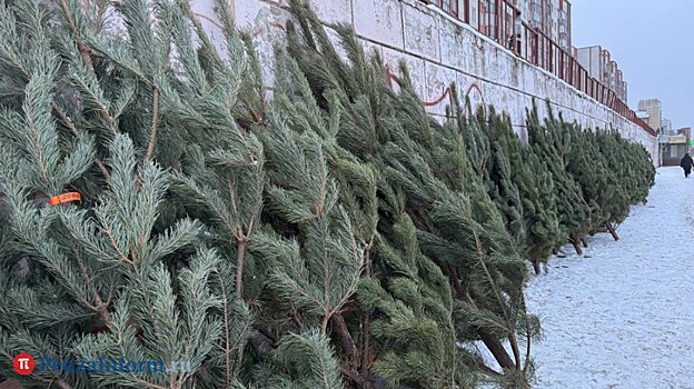 Названы адреса елочных базаров в Пензе