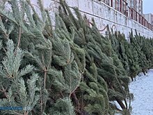 Названы адреса елочных базаров в Пензе