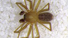 В индийских пещерах обнаружили новый вид пауков