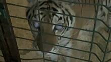 Слепая, без света и свежего воздуха: жители Саратова пытаются спасти запертую в сарае тигрицу