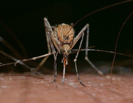 Любимую группу крови комаров назвали ученые