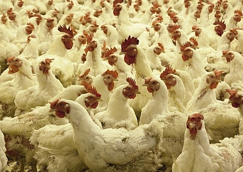 «Беспокоит, что вспышки птичьего гриппа возникают не только на фермах, но и на крупных птицефабриках»