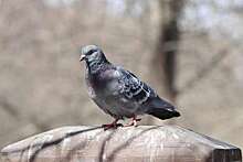 Напугавших жительницу Белгорода голубей проверяют на "биотерроризм"