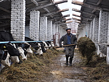 Фермерские хозяйства Новосибирской области страдают от острой нехватки рабочих рук