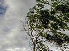 В Ростове-на-Дону при падении дерева пострадали четыре человека