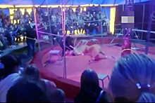 В сочинском цирке лев напал на дрессировщика во время представления