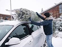 Россиян предупредили о наказании за неправильную перевозку елки на авто