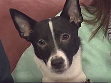 Калининградцы рассказали, как путешествовать с собакой 