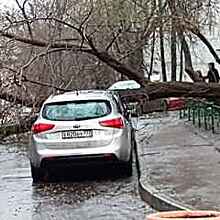 Собянин предупредил о штормовом ветре в Москве