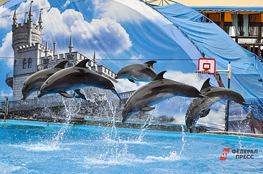 На пляжи Севастополя за три дня выбросились шесть дельфинов