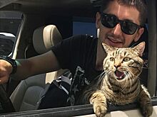 8,5 кило счастья: как живет кот Виктор после инцидента с "Аэрофлотом"