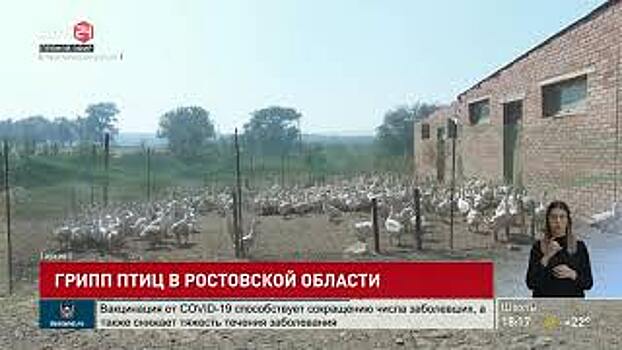 Грипп птиц выявили в Чертковском районе