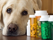 Более 4000 доз вакцин для животных отправили из Ростовской области в Донбасс