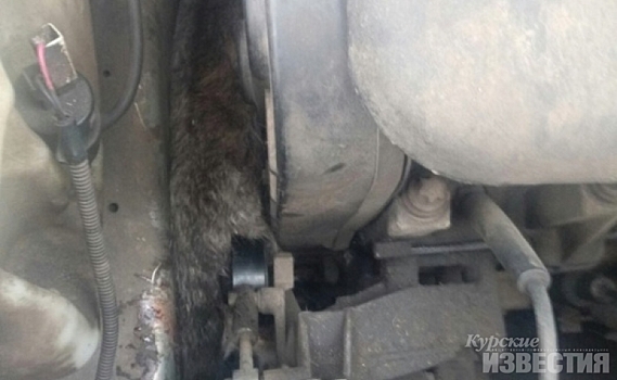 В Курске кошку зажало под капотом автомобиля