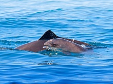 Ученые ЮНЦ РАН просят сообщать о встречах с морской свиньей, обитающей в Азовском море