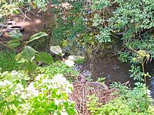 В Курске вдоль реки Кур нашли очаги борщевика Сосновского