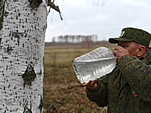 Россияне раскрыли главные причины своей любви к березовому соку