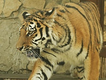 Тигрицу, упавшую в обморок в Магнитогорском цирке, готовят к МРТ