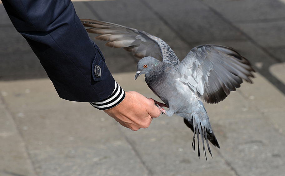 В Венеции с 2008 года запрещено кормить голубей. Власти таким образом надеются снизить популяцию птиц, которые портят памятники. 