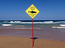 20-летнего мужчину убила акула в Австралии