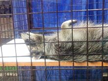 Алтайские хоккеисты пытаются енота из зоомагазина