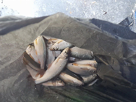 Как кость в горле: о запретах любителям рыбы рассказали в Новосибирске