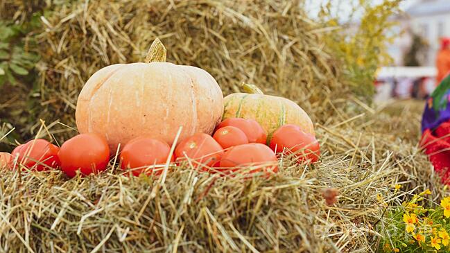 Вологда готовится к приёму Всероссийского фестиваля фермерской продукции «Своё»