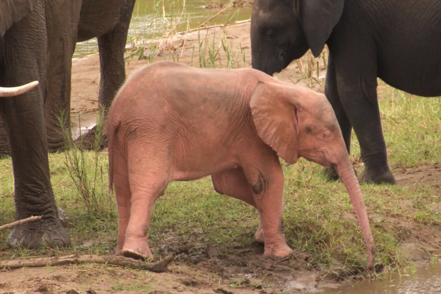 В ЮАР запечатлели на фото уникального розового слоненка