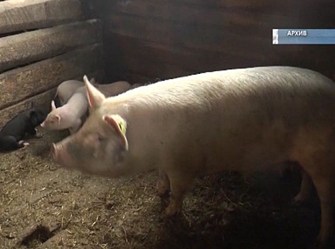Хозяйства Самарской области переводятся на особый режим в связи с африканской чумой свиней
