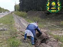 Лось погиб после ДТП на улице Федосеенко в Нижнем Новгороде