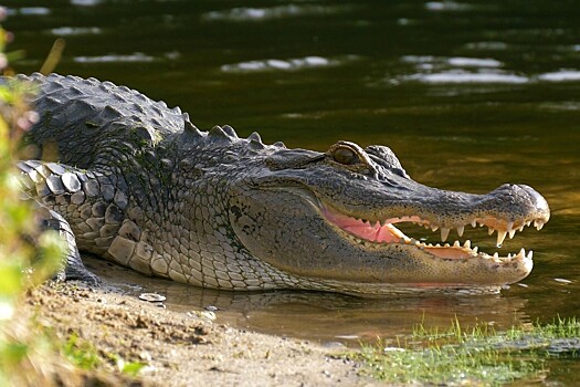 Жительнице Намибии удалось разжать челюсти крокодила и спастись