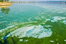 Почему "цветут" волжские водохранилища: взгляд из космоса