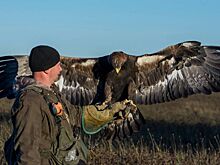 Костромичей научат приручать ястребов и беркутов