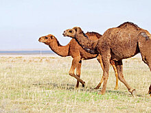 Верблюды помогли ученым создать новое лекарство от рака