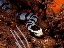 Мужчина натравил на себя ядовитую змею и взмолился о помощи