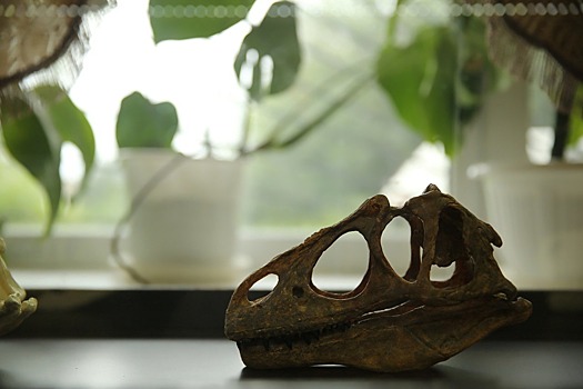 Пермские кости в Кировской области