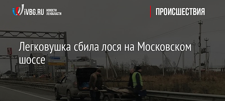Легковушка сбила лося на Московском шоссе