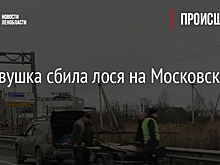 Легковушка сбила лося на Московском шоссе