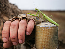 Жителей Подмосковья атаковали богомолы