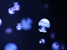 Могут ли животные без мозга мыслить?