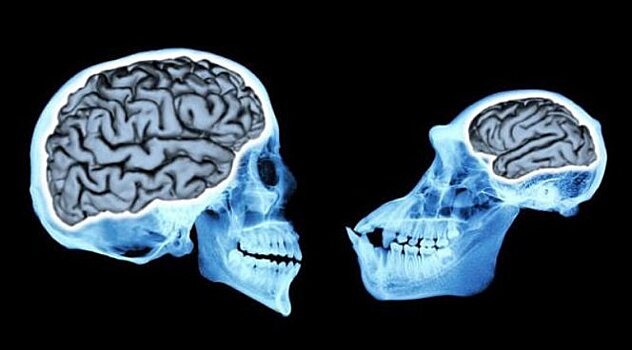 Мозг человека увеличился в три раза за последние 3 млн лет