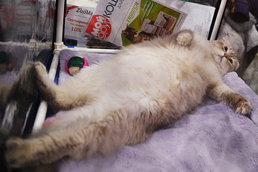 От самой толстой кошки Великобритании отказались четыре раза