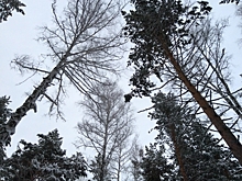 Алтайский край сократил объем экспортируемых лесоматериалов