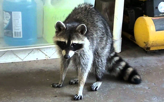 Обнаружены позволяющие пятиться нейроны